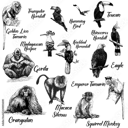 Big set of hand drawn sketch style primates and exotic birds isolated on white background. Vector illustration.