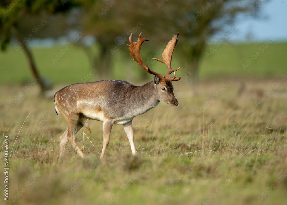 deer in the forest deer in the forest