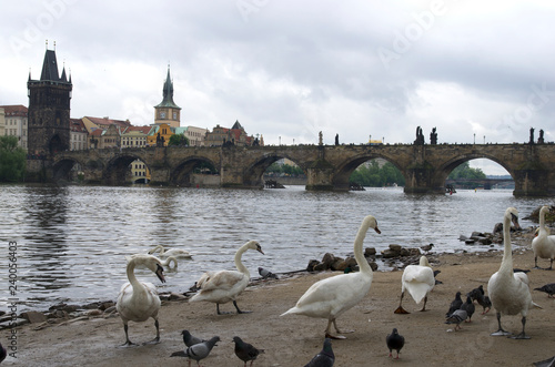 Charles Bridge and the swans near the river, Prague/Czech Republic