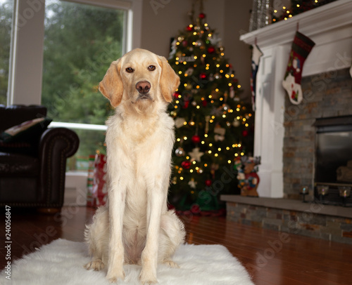 Lab puppy sitting in front of Christmas tree in living room