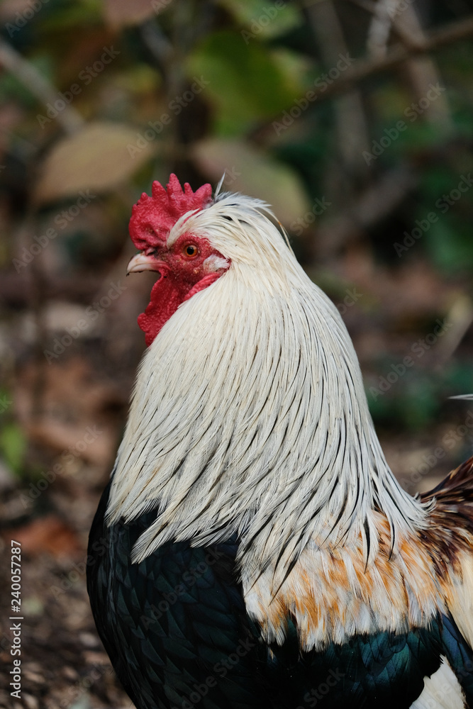 Portrait coq leghorn argenté profil