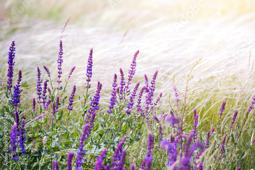 background of blooming sage