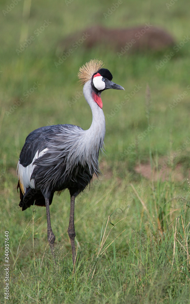 Crowned Crane Masai Mara Crowned Crane Masai Mara