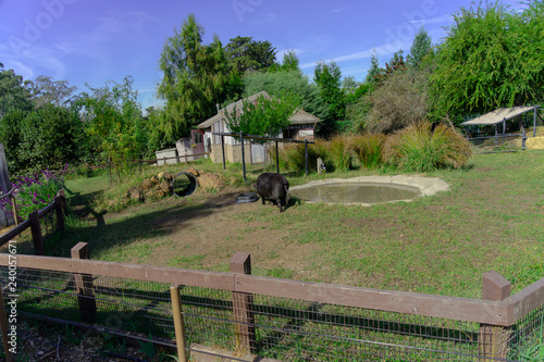 Guinea Forest Hog photo