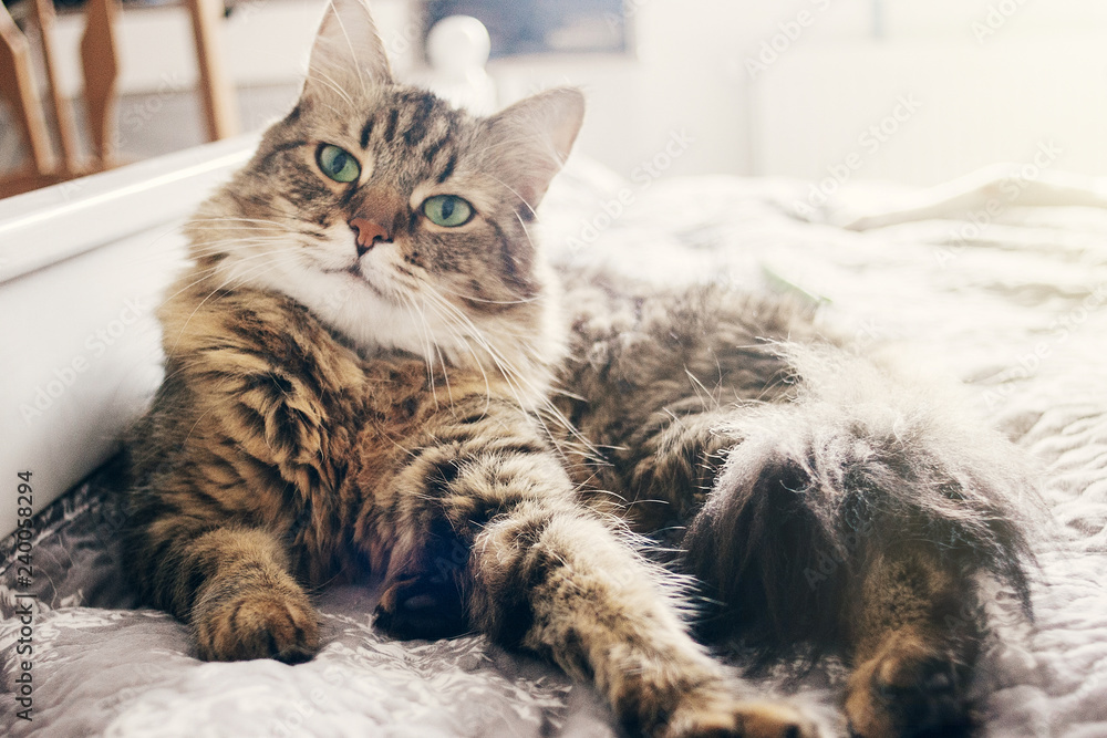 cute cat lying on comfortable bed in morning light in stylish room. maine coon resting on blanket with funny emotions and adorable look