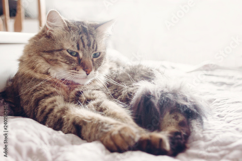 Beautiful tabby cat lying on bed and seriously looking with green eyes in soft morning light. Fluffy Maine coon with funny emotions resting in white stylish room. Cat portrait