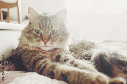 Beautiful tabby cat lying on bed and sleeping in soft morning light. Fluffy Maine coon with funny emotions resting in white stylish room. Cat portrait. Space for text