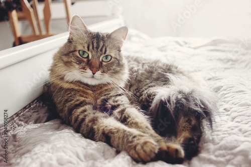Beautiful tabby cat lying on bed and seriously looking with green eyes. Fluffy Maine coon with funny emotions resting in white stylish room.
