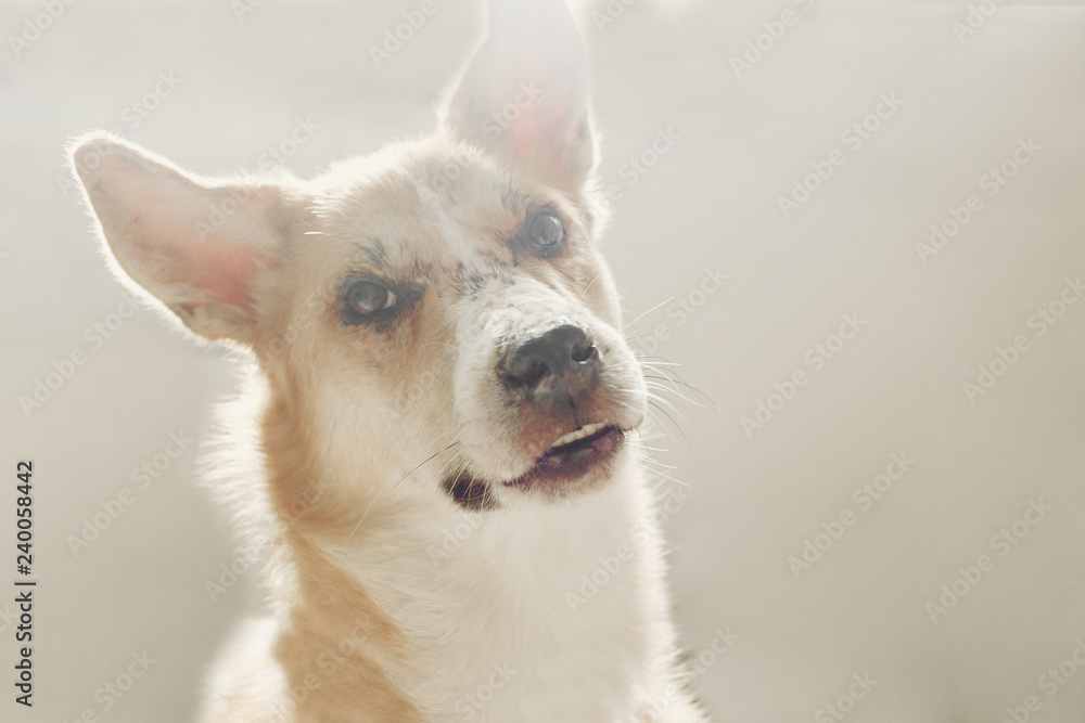 Beautiful dog with cute eyes standing in soft morning light in stylish room. Cute Siberian Laika playing in white stylish room. Adorable golden doggy portrait Beautiful dog with cute eyes standing in soft morning light in stylish room. Cute Siberian Laika playing in white stylish room. Adorable golden doggy portrait