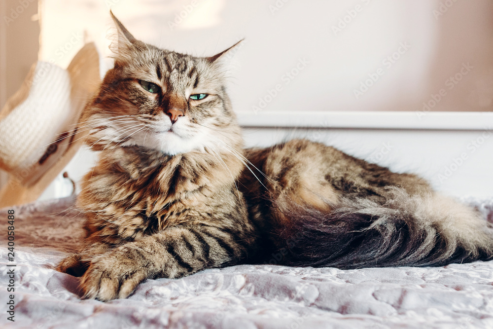 Beautiful  Maine coon cat with green eyes resting on soft bed in sunny evening light. Tabby fluffy cat with funny emotions relaxing in white stylish room. Cat portrait. Space for text