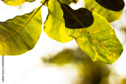 Green Nature