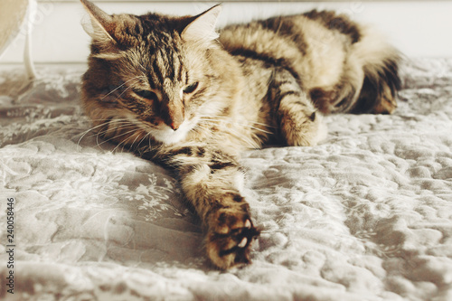 Beautiful  Maine coon cat sleeping on soft bed in sunny evening light. Tabby fluffy cat with funny emotions restingin white stylish room. Cat portrait. Space for text photo