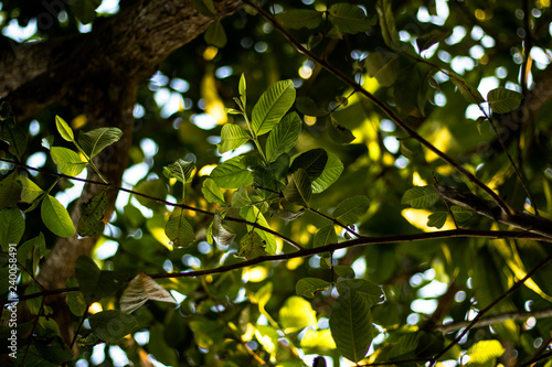 Green Nature