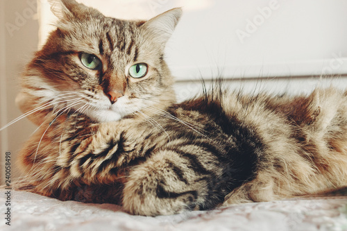 Beautiful tabby cat lying on bed and seriously looking with green eyes in sunny light. Fluffy Maine coon with funny emotions resting in white stylish room. Cat portrait