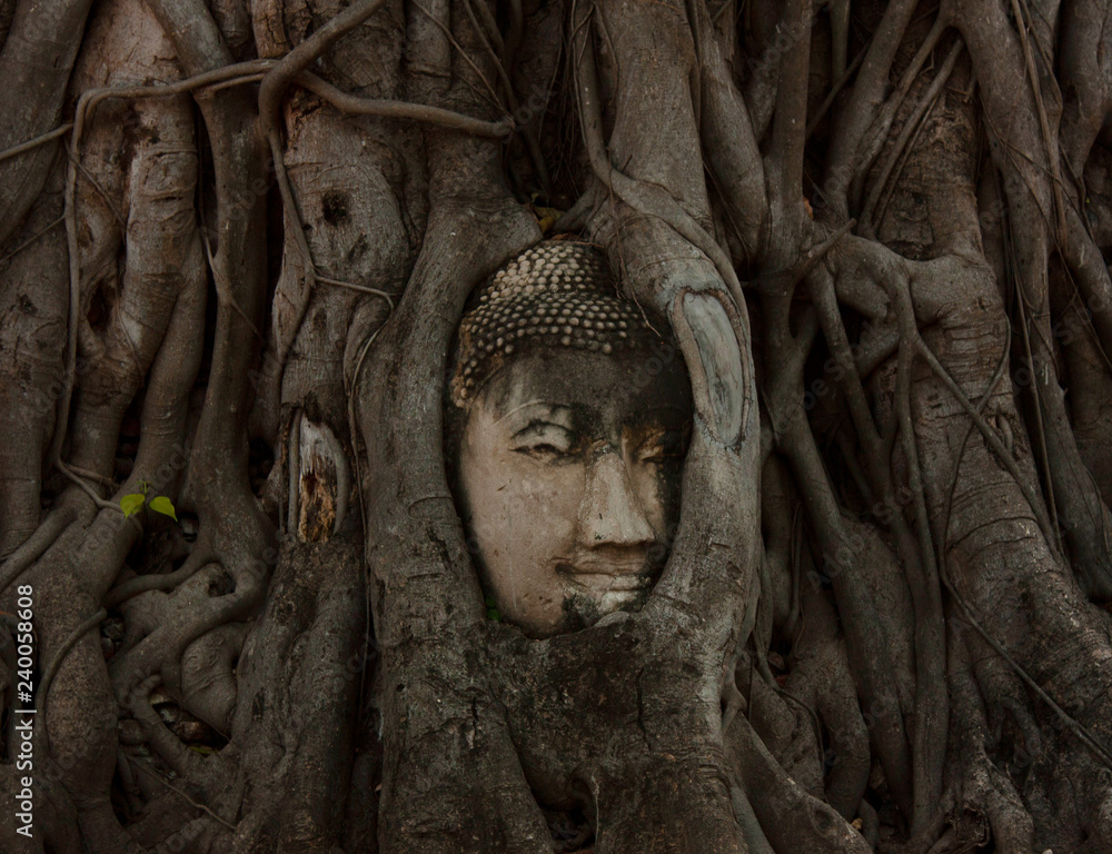 Face of Thai Buddha stuck among the branches in the ruins of ancient Thailand.