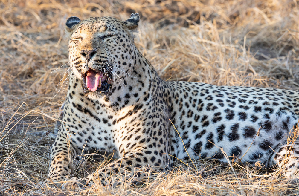 Close up portrait of male leopard with open mouth showing teeth and tongue and dry grass in backgrounf Close up portrait of male leopard with open mouth showing teeth and tongue and dry grass in backgrounf