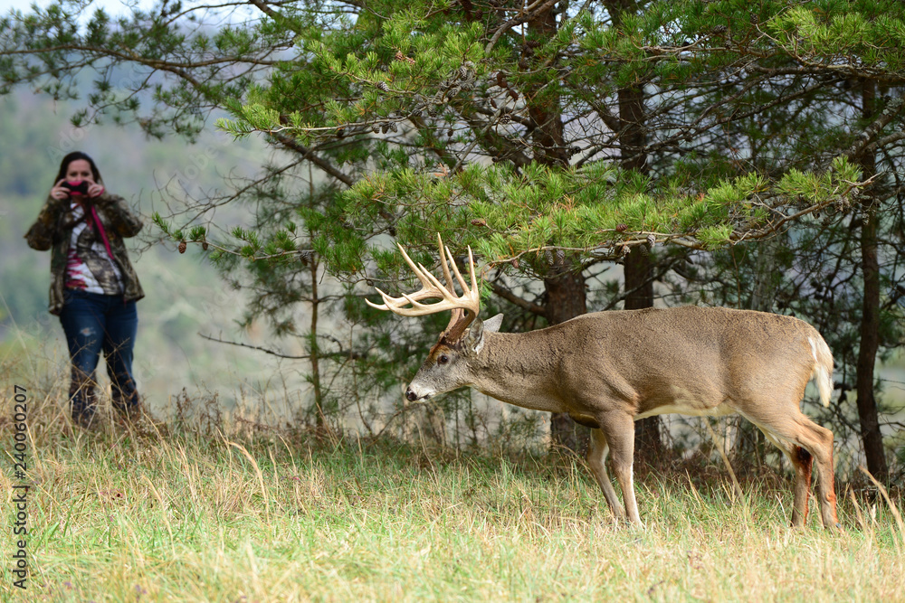 Φωτογραφία White, Tennesseetail Buck in Rut in Cades Cove, Smoky Mountain