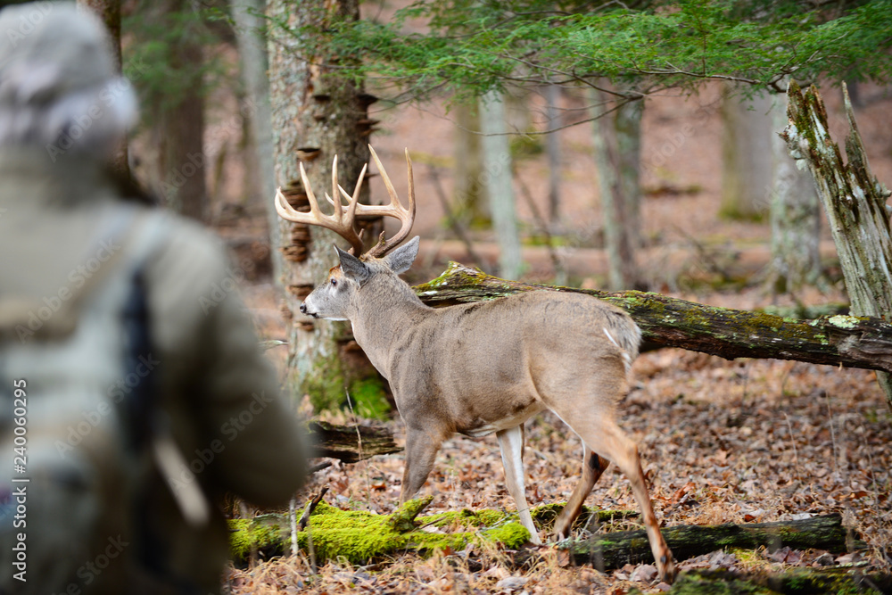 Φωτογραφία Whit,etail Buck in Cades Cove,  Smoky Mountain National Park, Tennessee