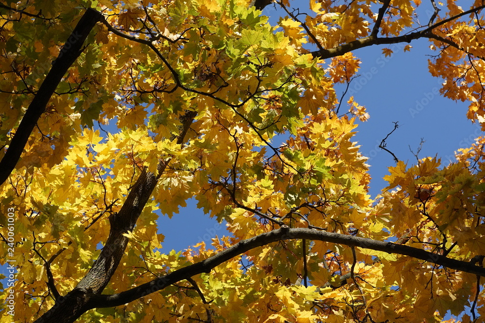 Yellow autumn leaves against blue sky Yellow autumn leaves against blue sky