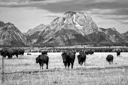 Group of Bison Grazing beneath the Teton Mountains in Grand Teton National Park