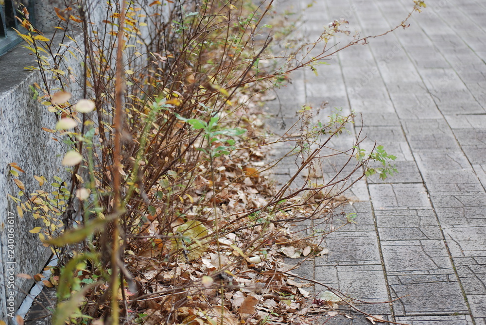 雑草 雑草