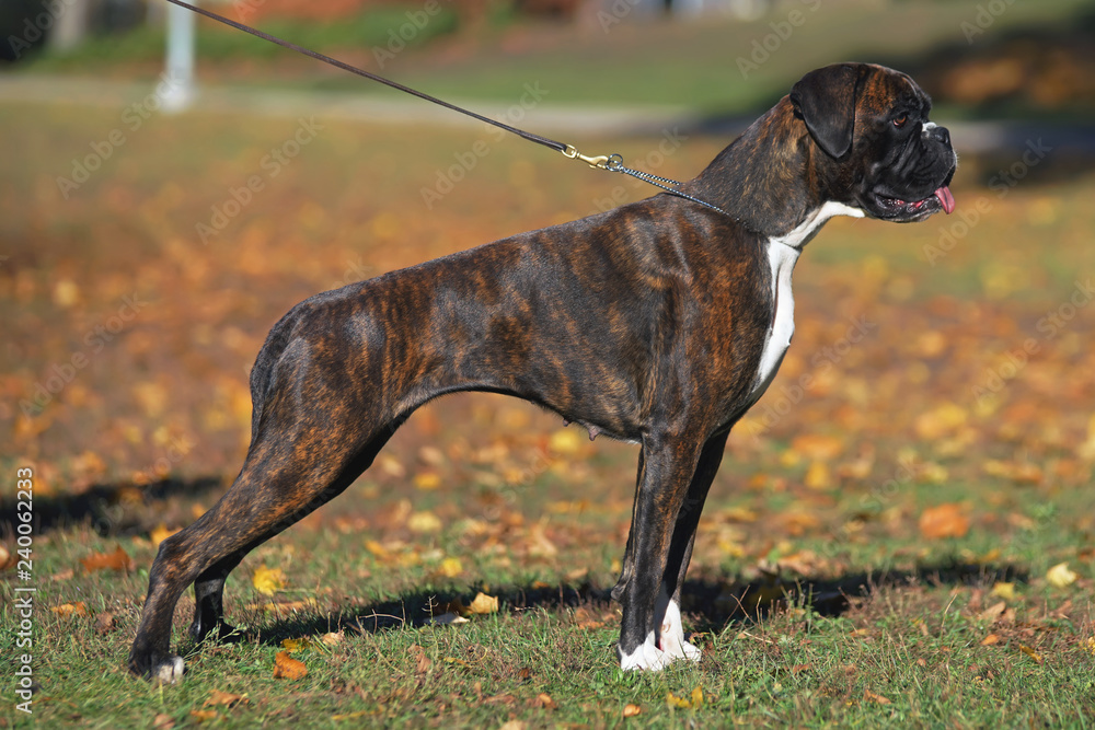 Brindle Boxer dog with natural ears and undocked tail standing outdoors on  a leash in autumn Stock Photo