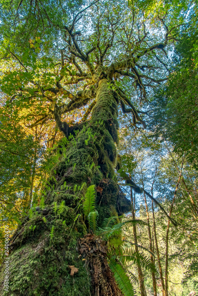 Large Green Mossy Tree along the Tall Tree Trail