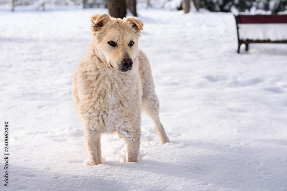 Dog on the snow