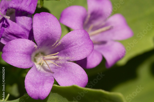 Campanula flower - closeup