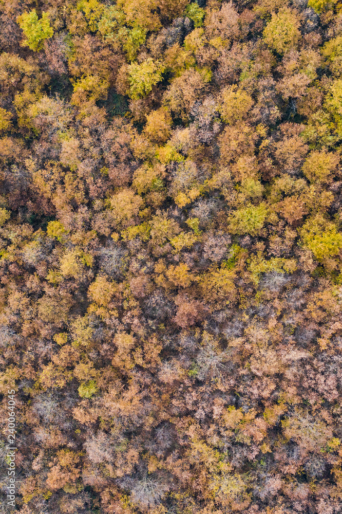 Aerial view of the Italian wild forest with tall and colorful trees. Winter season in Italy. Aerial view of the Italian wild forest with tall and colorful trees. Winter season in Italy.
