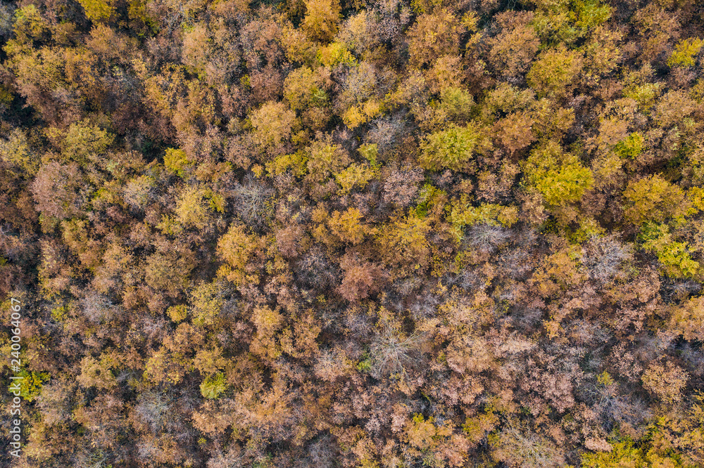 Aerial view of the Italian wild forest with tall and colorful trees. Winter season in Italy. Aerial view of the Italian wild forest with tall and colorful trees. Winter season in Italy.