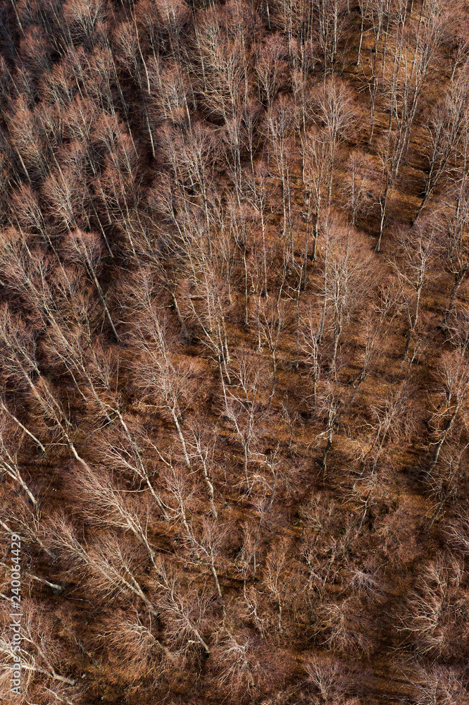 Aerial view of the Italian wild forest with tall and colorful trees. Winter season in Italy. Aerial view of the Italian wild forest with tall and colorful trees. Winter season in Italy.