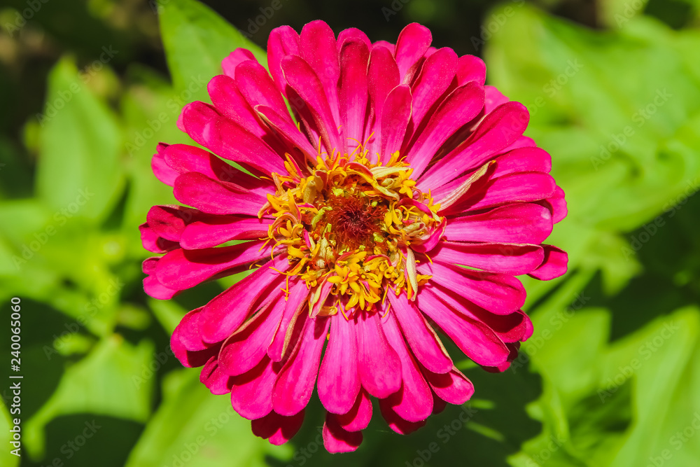 Obraz premium Beautiful purple flower