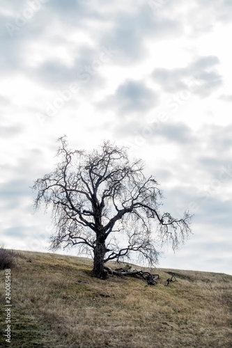 Solo Oak Tree Silhouetted on Hill