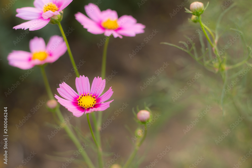 pink cosmos flower in the field and blurred background with selective focus. pink cosmos flower in the field and blurred background with selective focus.