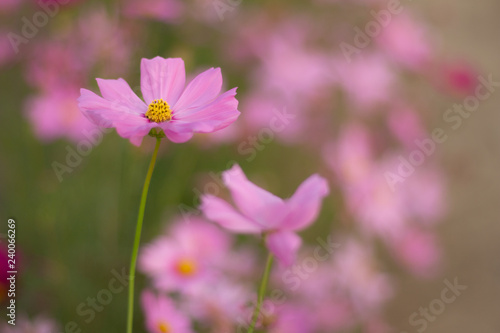 pink cosmos flower in the field and blurred background with selective focus.