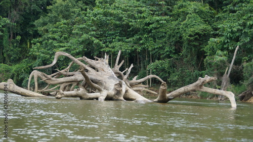 tree roots in the water