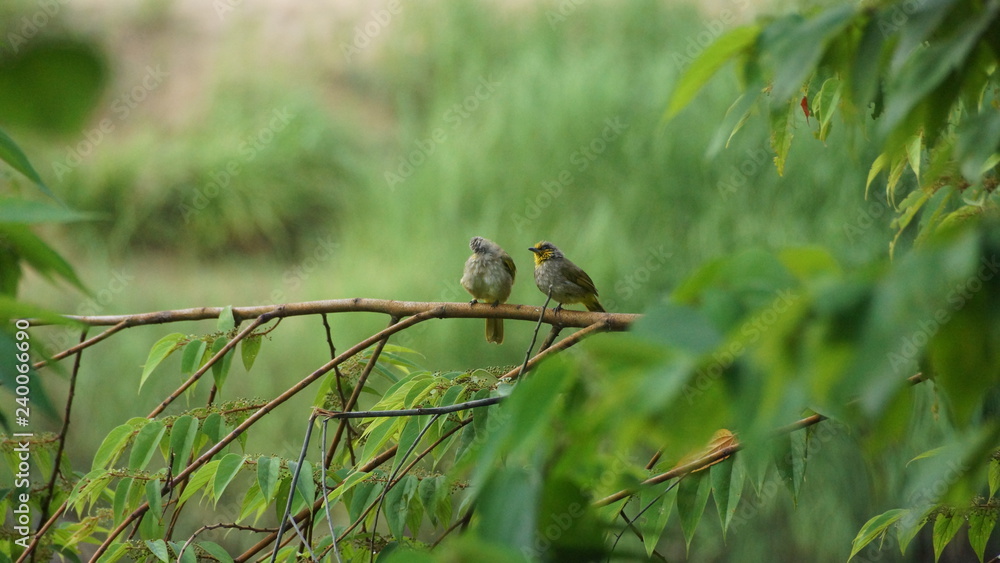 birds perch on tree branches birds perch on tree branches