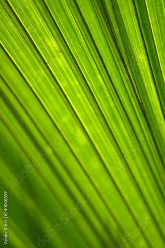 Diagonal lines leaf design. Background image.