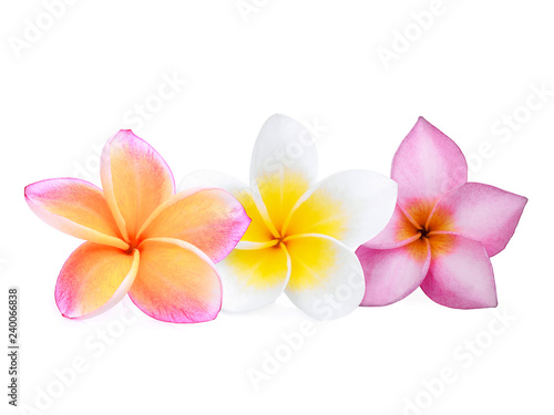 three frangipani flower or plumeria isolated on white background