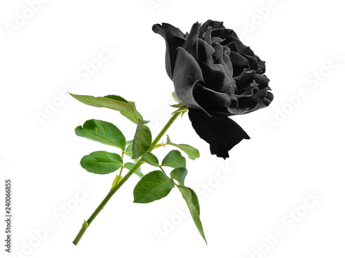 black rose with leaf isolated on white background