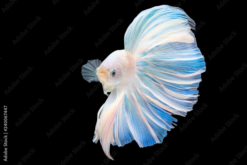 Half moon tail platinum betta Siamese fighting fish in action over black background with clipping path. Half moon tail platinum betta Siamese fighting fish in action over black background with clipping path.