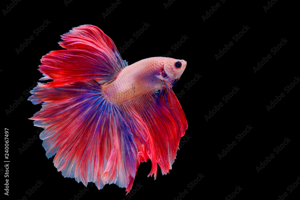 Red tail half moon and pink red body betta. Beautiful Siamese fighting fish on isolated black background.. Red tail half moon and pink red body betta. Beautiful Siamese fighting fish on isolated black background..