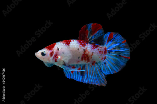 Close-up of siamese fighting fish koi galaxy halfmoon plakat male isolated on black background. Clipping path.