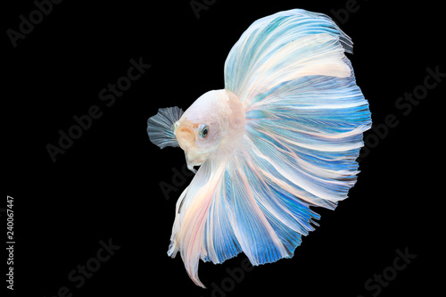 Half moon tail platinum betta Siamese fighting fish in action over black background with clipping path.