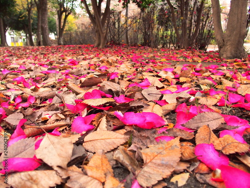 枯葉と山茶花の花びら散る公園風景