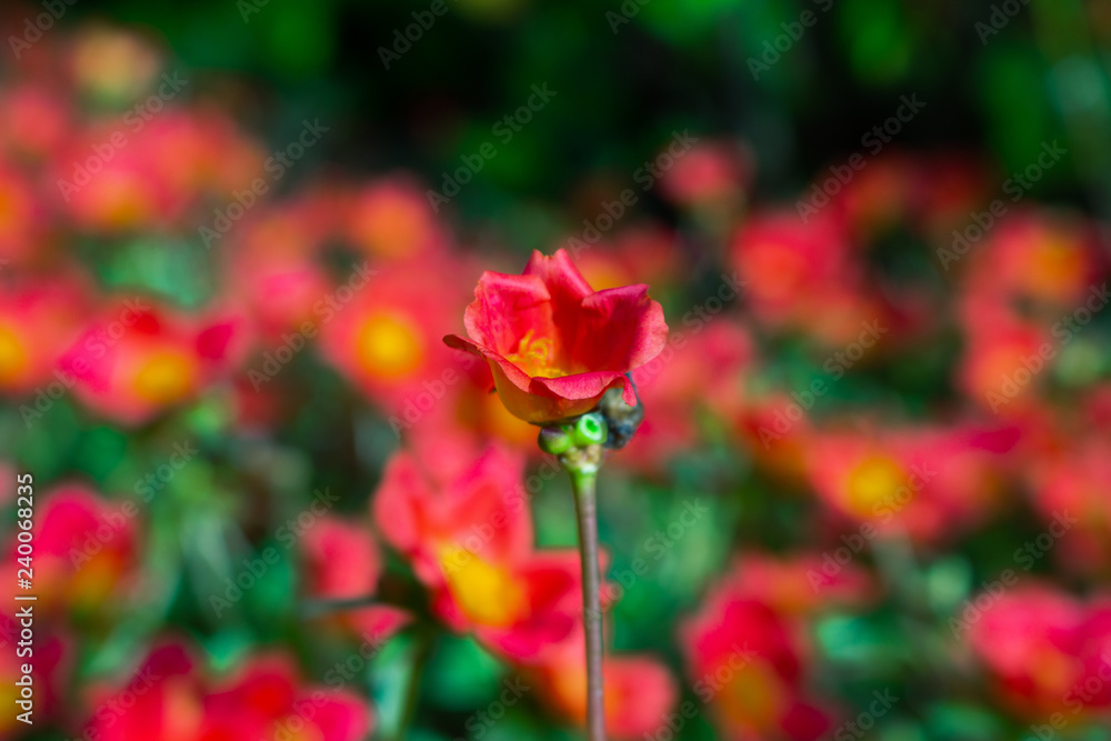 flower in focus