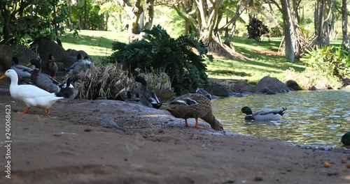 4K Ducks by pond