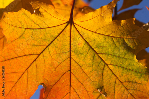  Macro of a Maple leaf in Autumn colors