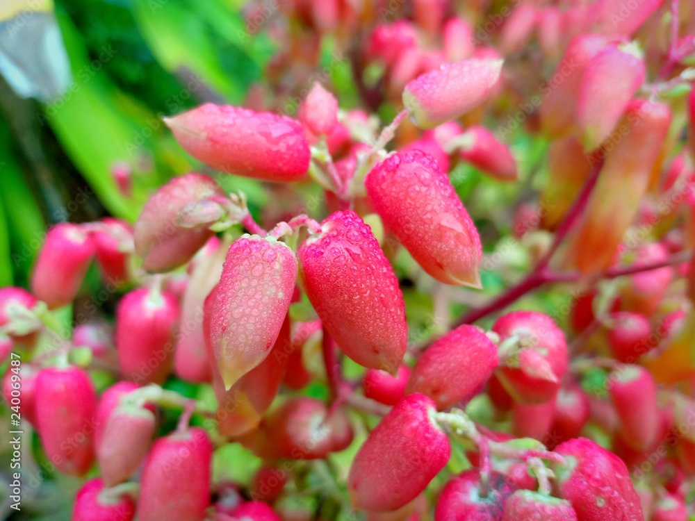 Obraz premium Pink flower vol.1